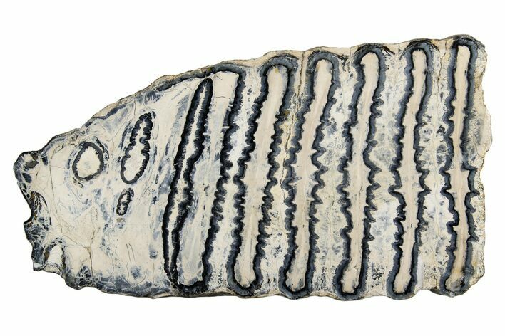 Polished Mammoth Molar Slice - South Carolina #335411